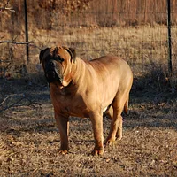 Bullmastiff