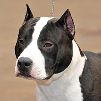 American Staffordshire Terrier