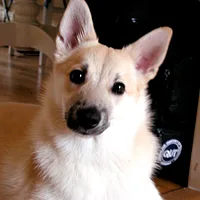 Norwegian Buhund, picture 4 of 10