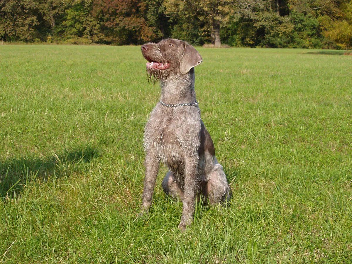 Slovakian Wirehaired Pointer dog, photographed by Martina Vernerová (breeders HP (Ing. Urban Michal))