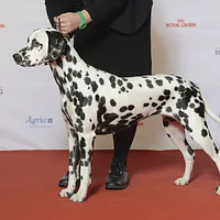 Dalmatian