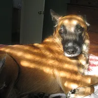 Belgian Malinois, picture 6 of 8