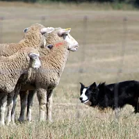 Border Collie, picture 8 of 9