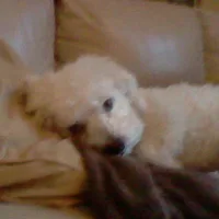 Bichon Frise