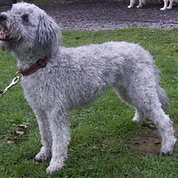 Pumi, picture 3 of 10