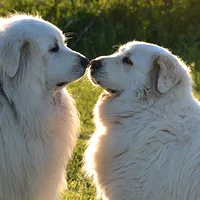 Kuvasz, picture 9 of 9