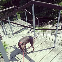 American Hairless Terrier, picture 7 of 8