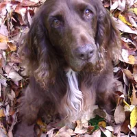 Field Spaniel, picture 5 of 10