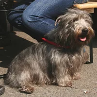 Glen of Imaal Terrier, picture 7 of 10