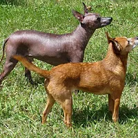 Xoloitzcuintli, picture 5 of 6