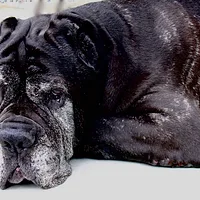 Neapolitan Mastiff, picture 5 of 9
