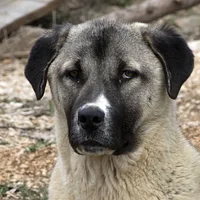 Anatolian Shepherd Dog