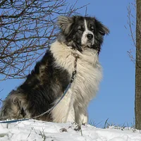Caucasian Shepherd Dog, picture 4 of 8