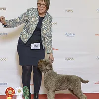 Lagotto Romagnolo, picture 6 of 6