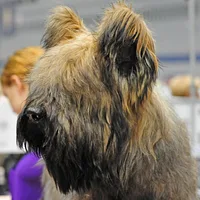 Briard
