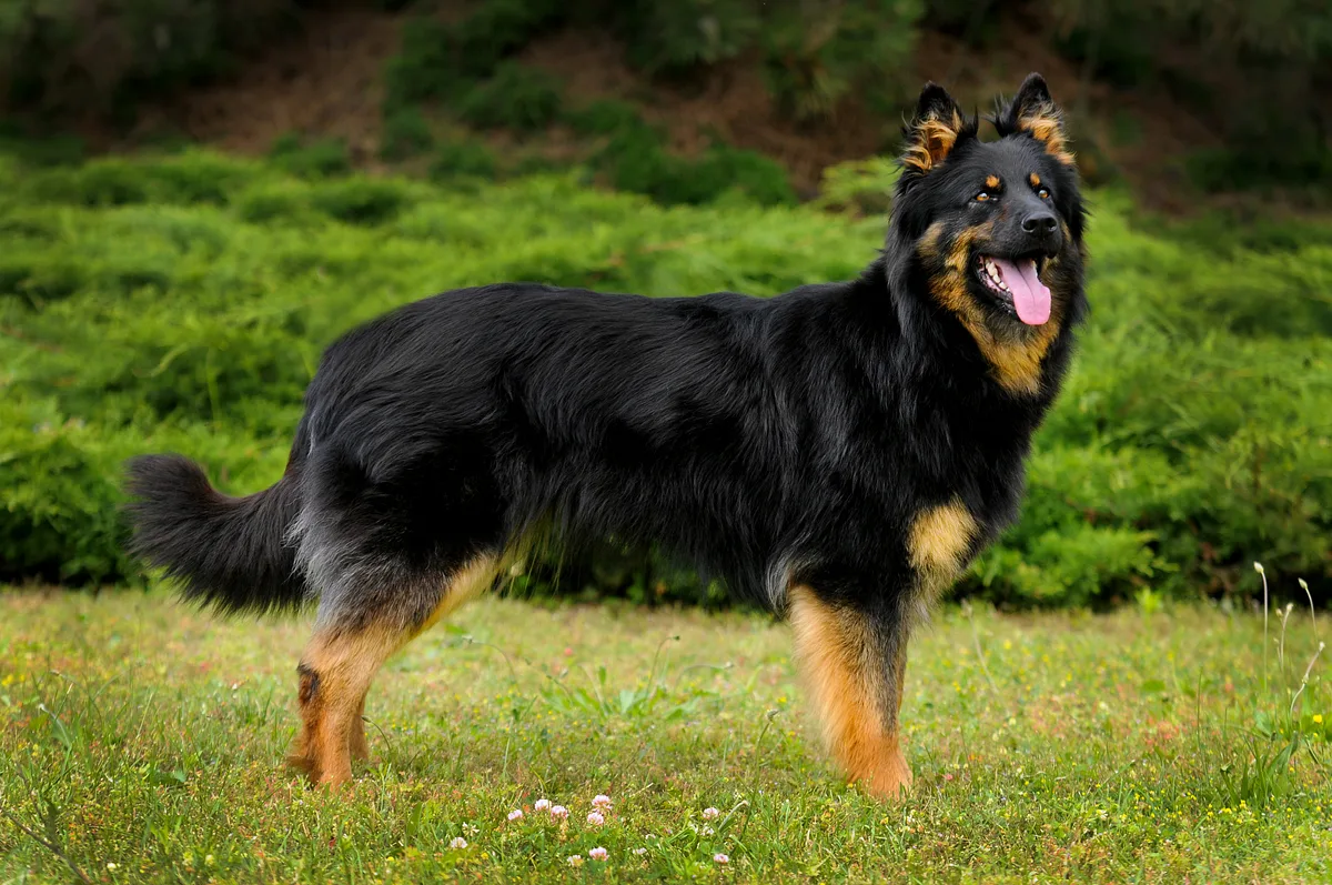 Bohemian Shepherd dog, photographed by Krosandra
