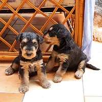 Airedale Terrier