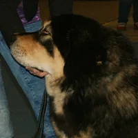 Tibetan Mastiff, picture 9 of 10