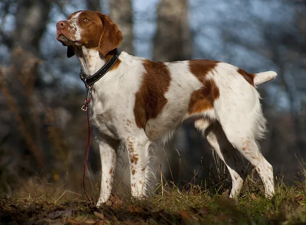 A Brittany