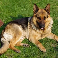 German Shepherd Dog