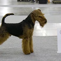 Welsh Terrier, picture 4 of 10