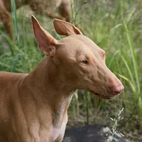 Pharaoh Hound, picture 3 of 8
