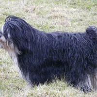 Polish Lowland Sheepdog, picture 4 of 8