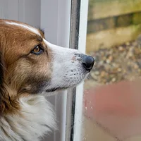 Collie