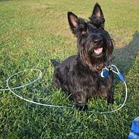Scottish Terrier, picture 4 of 5