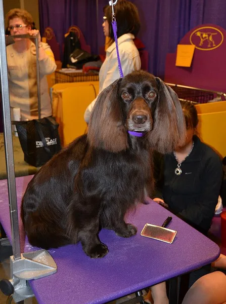 Field Spaniel