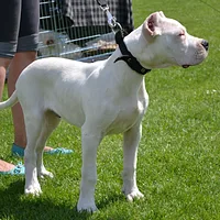 Dogo Argentino, picture 8 of 10