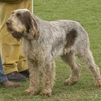 Spinone Italiano, picture 3 of 9