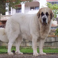 Pyrenean Mastiff, picture 4 of 7