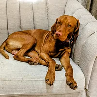 Vizsla, picture 4 of 8