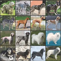 Bergamasco Sheepdog
