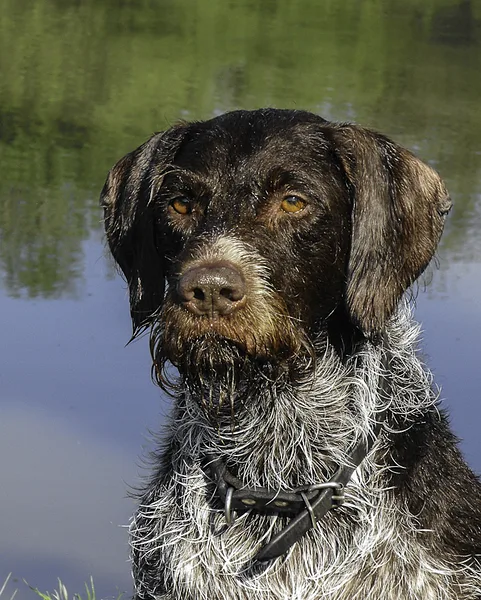 A German Wirehaired Pointer