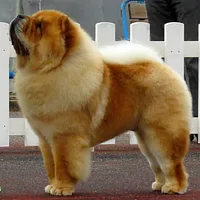 Chow Chow, picture 6 of 10