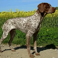 Braque Francais Pyrenean