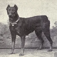 Doberman Pinscher, picture 4 of 6