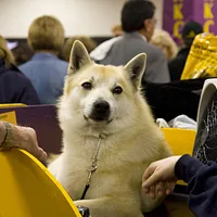 Finnish Spitz