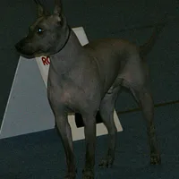 American Hairless Terrier