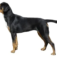Transylvanian Hound