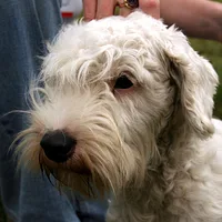 Sealyham Terrier, picture 6 of 8