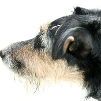 Wire Fox Terrier, picture 5 of 8
