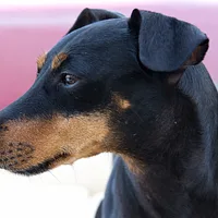 Manchester Terrier (Standard), picture 2 of 10