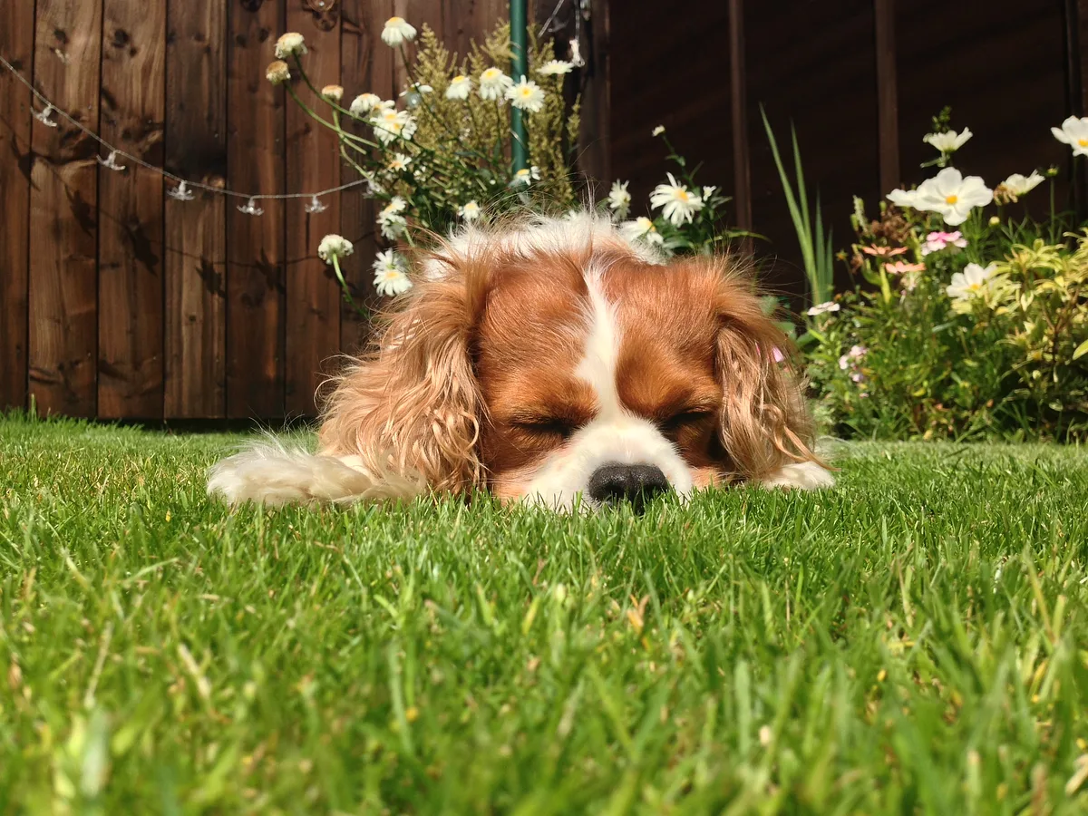 Cavalier King Charles Spaniel