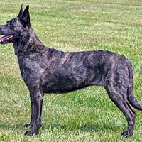 A Dutch Shepherd dog