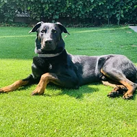 Beauceron, picture 4 of 9