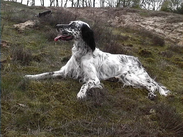 A English Setter