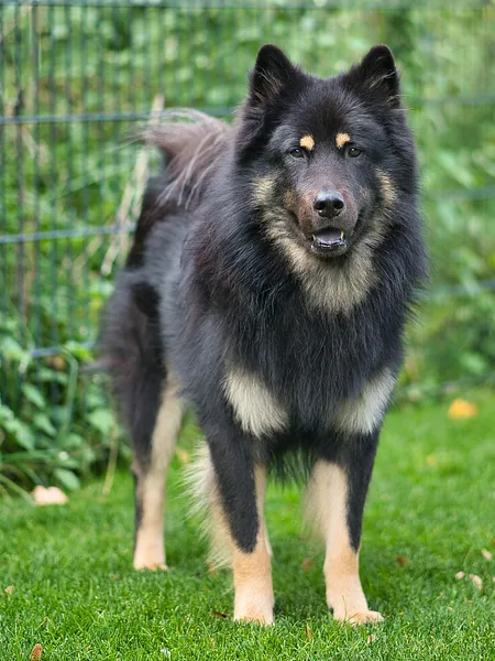 A Eurasier